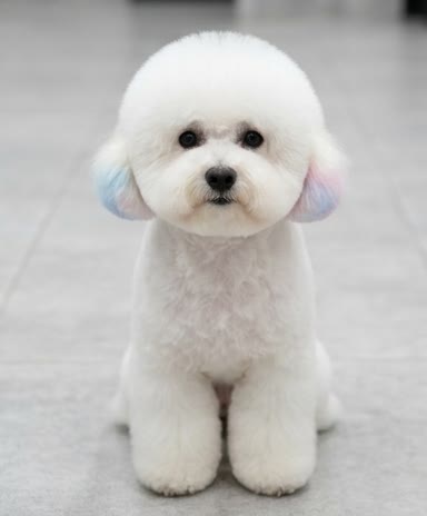 AI preview of a fluffy white dog with soft pastel ear color