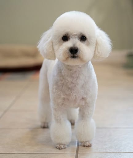 AI preview of a fluffy white dog with a classic rounded trim