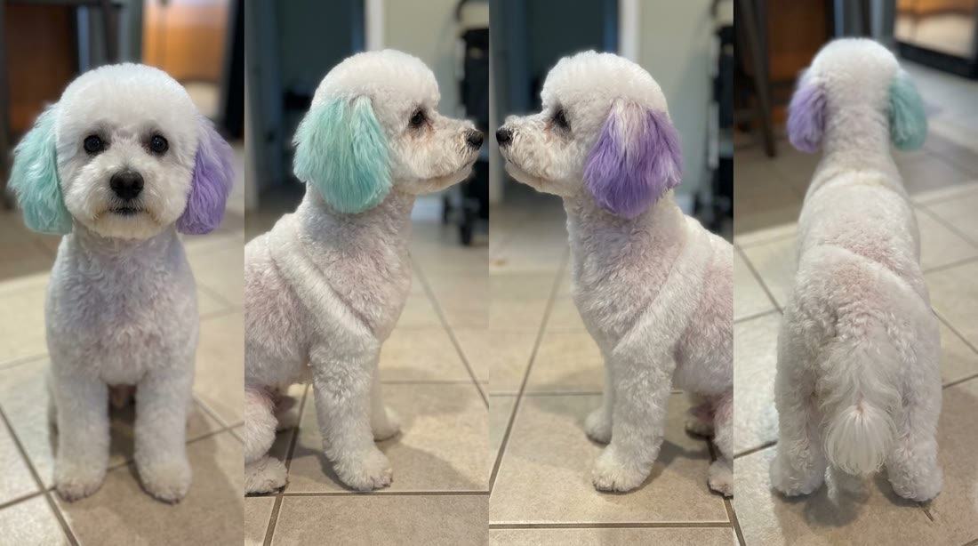 Poodle with a lavender chest accent, shown from several angles