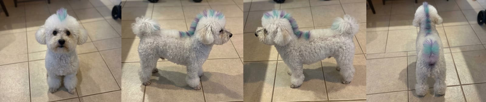 Four-view AI preview of a dog with teal and violet accents
