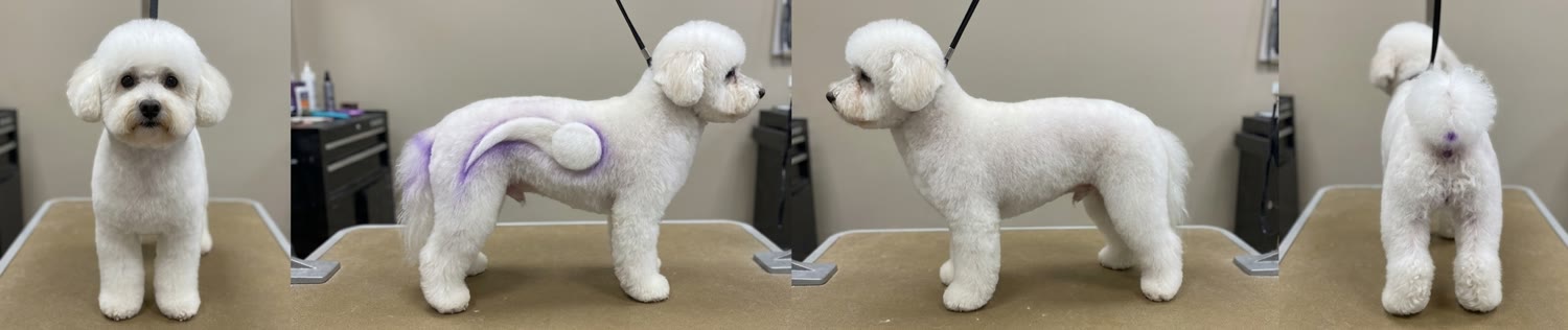 White dog with a purple sculpted tail accent, shown from four angles